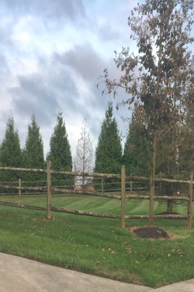 Trees-fence