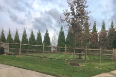 Trees-fence
