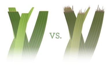 Lawn-sharp-vs-dull-blades