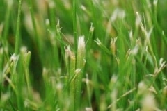 lawn-cut-wDull-blades