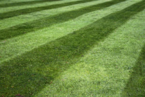 Bohonyi Landscaping Lawn Treatment