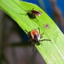 Insect-control-services-