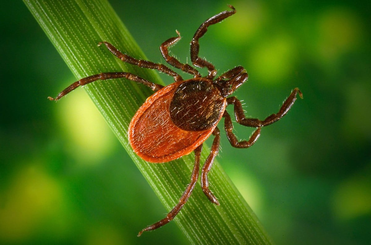 Bohonyi Landscaping tick and mosquito control