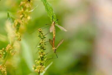 Mosquito - Tick Control